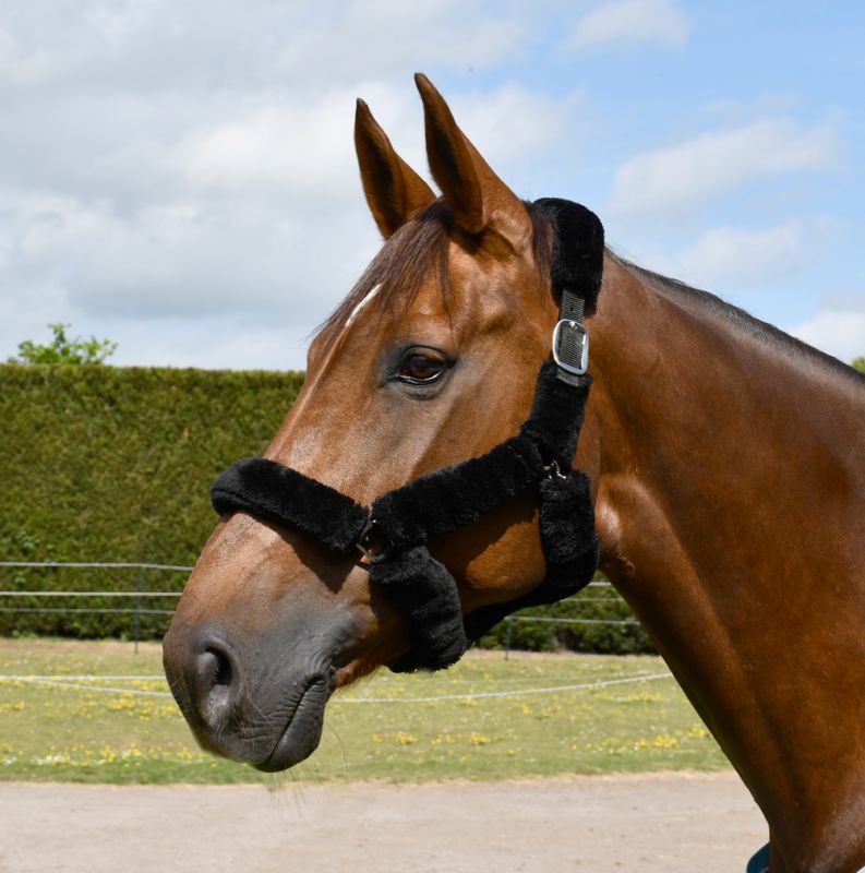 Fur Trim Headcollar