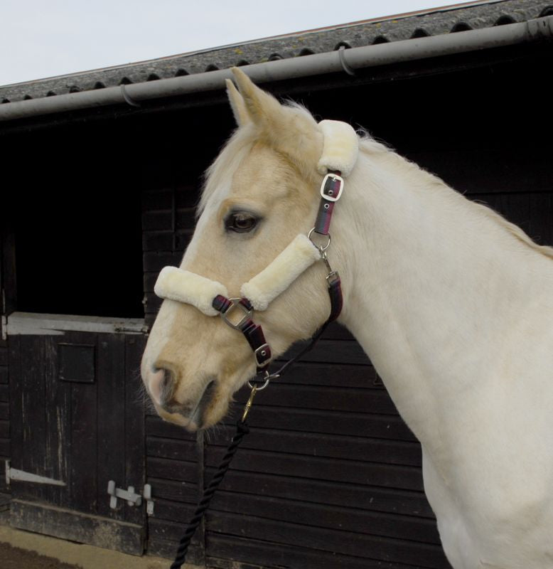 Fur Trimmed Headcollar